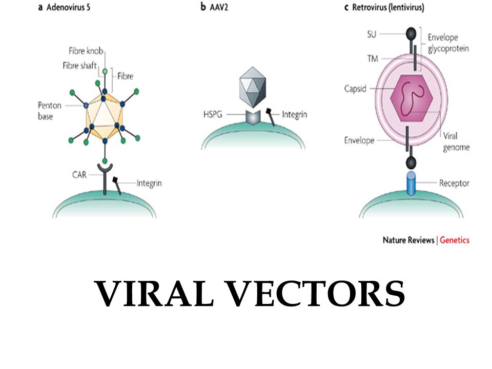 960x720 Viral Vectors.