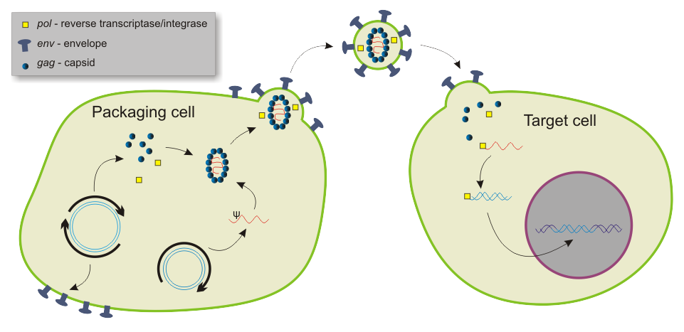 961x467 Vectors In Gene Therapy
