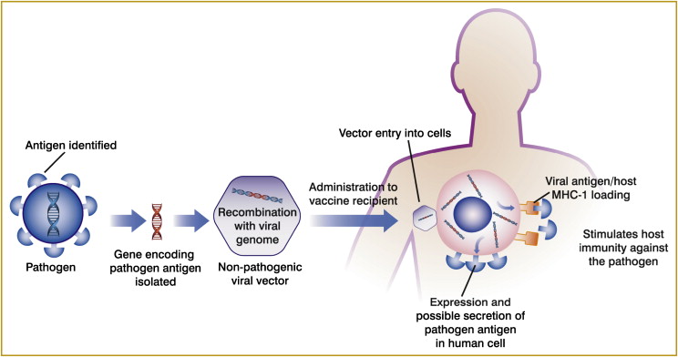 744x392 Viral Vectors For Vaccines. Download Scientific Diagram