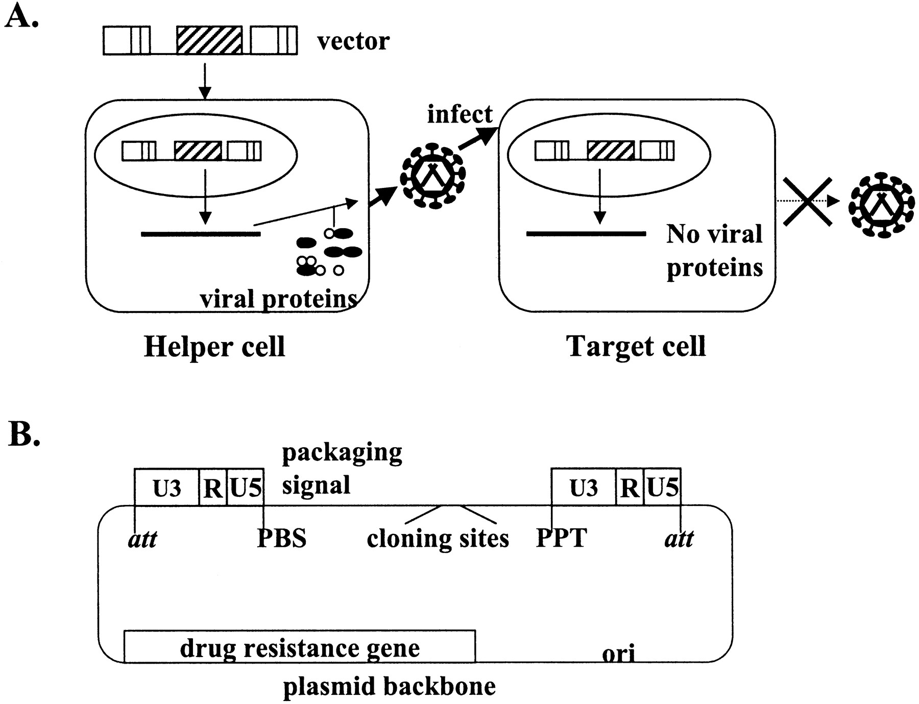 1800x1379 Design Of Retroviral Vectors And Helper Cells For Gene Therapy