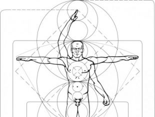 310x233 Vitruvian Man Vector. Free Vectors Ui Download