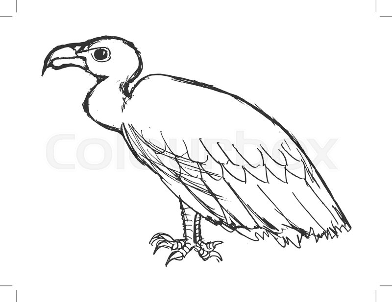800x617 Vector, Sketch, Hand Drawn Illustration Of Vulture Stock Vector