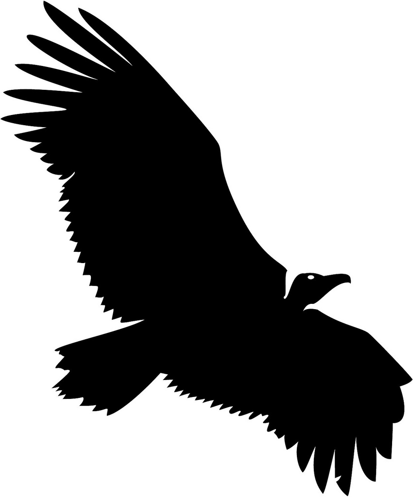 850x1024 Vulture Vector Image If You Want To Use This Image Free
