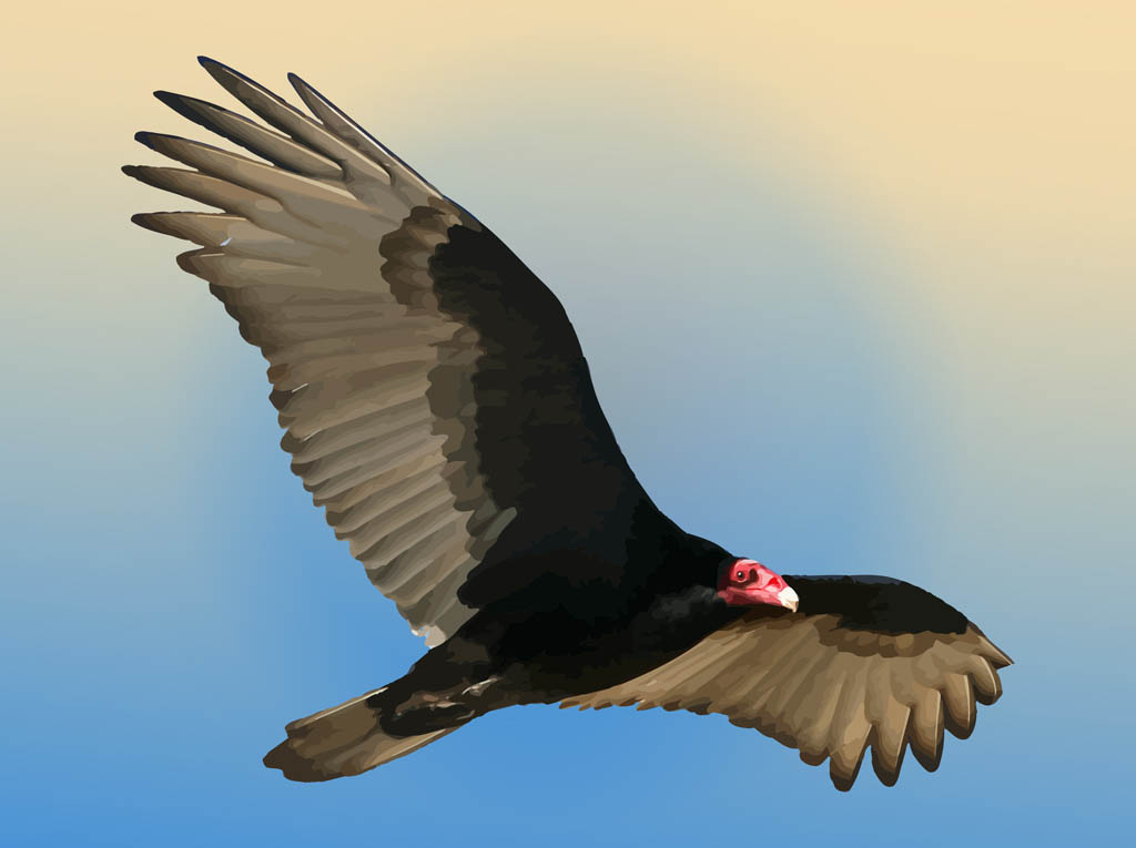 1024x765 Vulture Vector Vector Art Amp Graphics