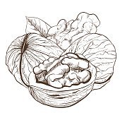 170x170 Walnut Vector Isolated On White Background Premium Clipart