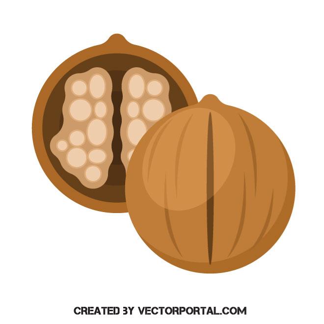 660x660 Walnut Vector Image