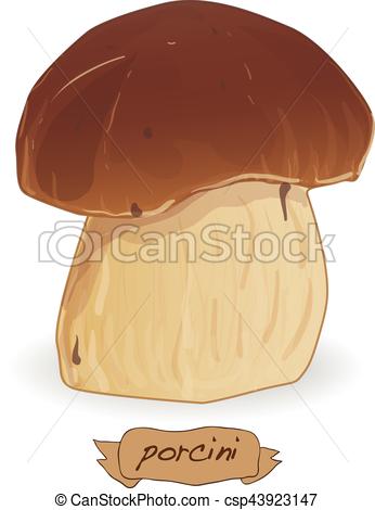 346x470 Walnut Vector Isolated Image On The White.