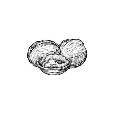 400x400 Walnut Vector Isolated On White Background. Engraved Vector