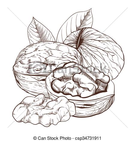 450x470 Walnut Vector Isolated On White Background. Walnut Seeds. Engraved