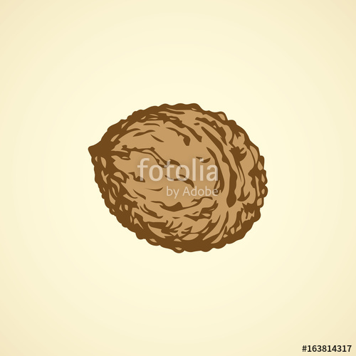 500x500 Walnut. Vector Drawing Stock Image And Royalty Free Vector Files