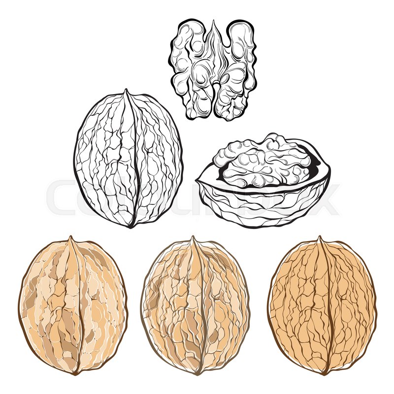 800x800 Walnut. Vector Illustration, Isolated Elements For Design On A