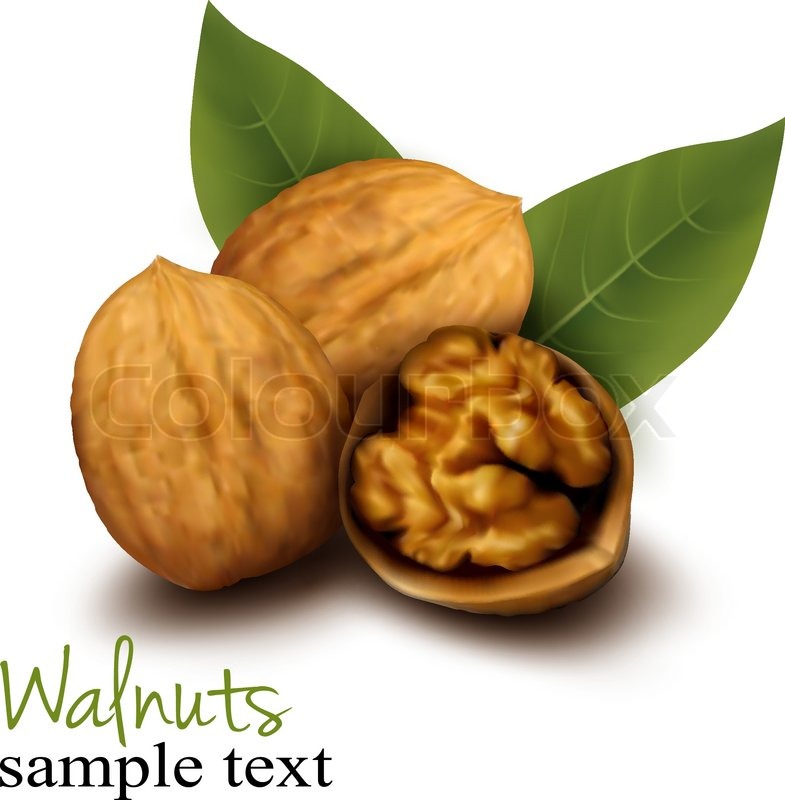 785x800 Walnuts And A Cracked Walnut Vector Illustration Stock Vector