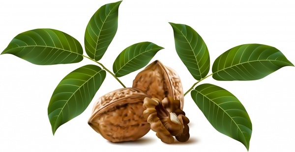 600x310 Walnuts Vectors Free Vector Download (25 Free Vector) For
