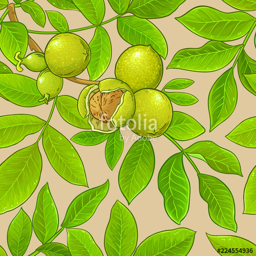 500x500 Walnut Vector Pattern Stock Image And Royalty Free Vector Files