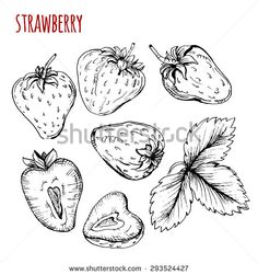 236x251 Hazelnut Logo Design Template Fresh Walnut Vector Rustic Sketch By