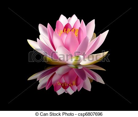 450x380 Pink Water Lily On A Black Background.