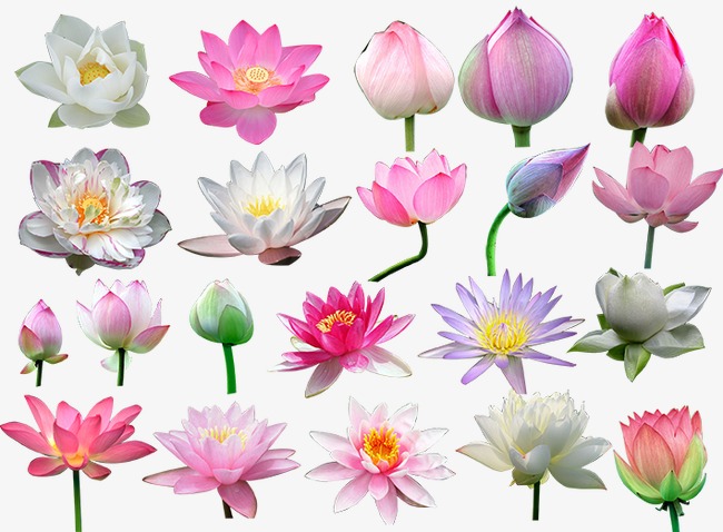 650x478 Water Lilies, Antiquity, Lake, Lotus Png And Vector For Free Download