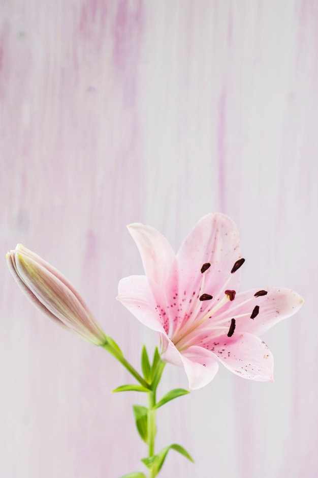 626x939 Water Lily Vectors, Photos And Psd Files Free Download