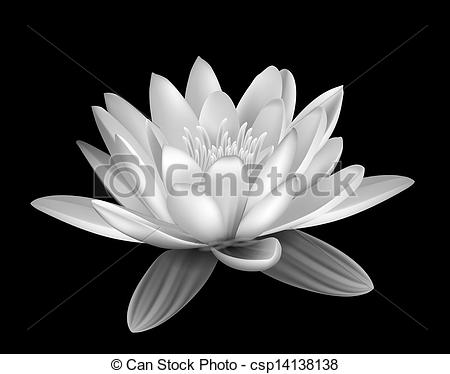 450x374 Water Lily Black And White.