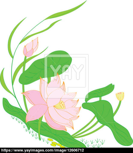 444x512 Water Lily Vector