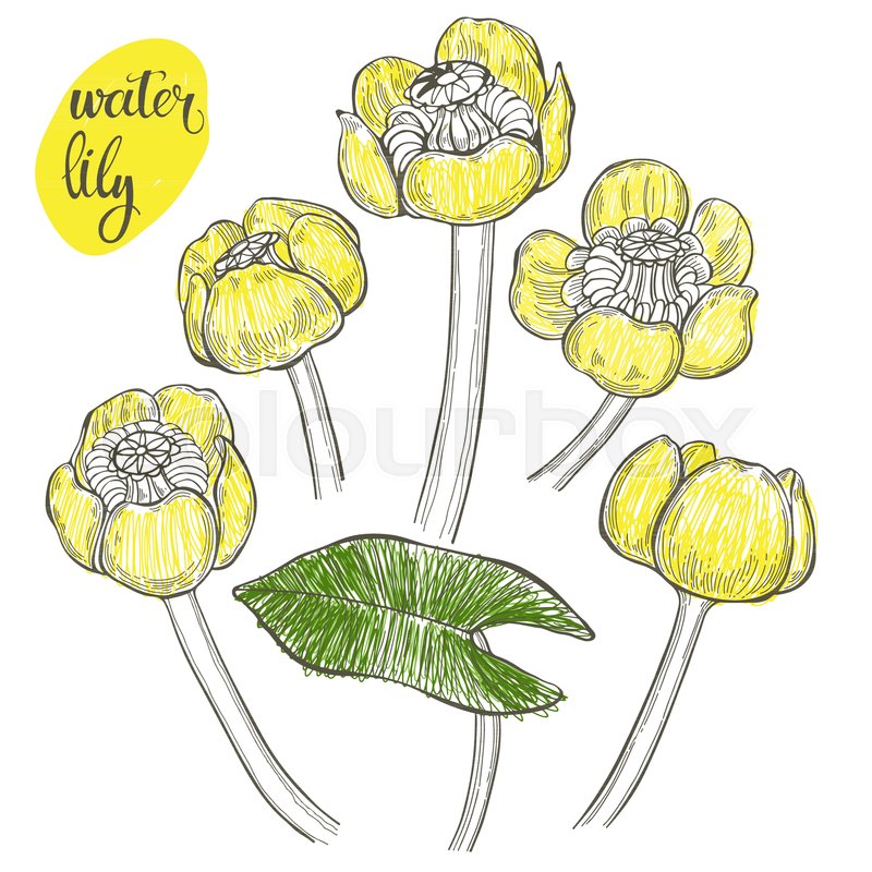 800x800 Yellow Water Lily. Vector Hand Drawn Illustration, Isolated Floral