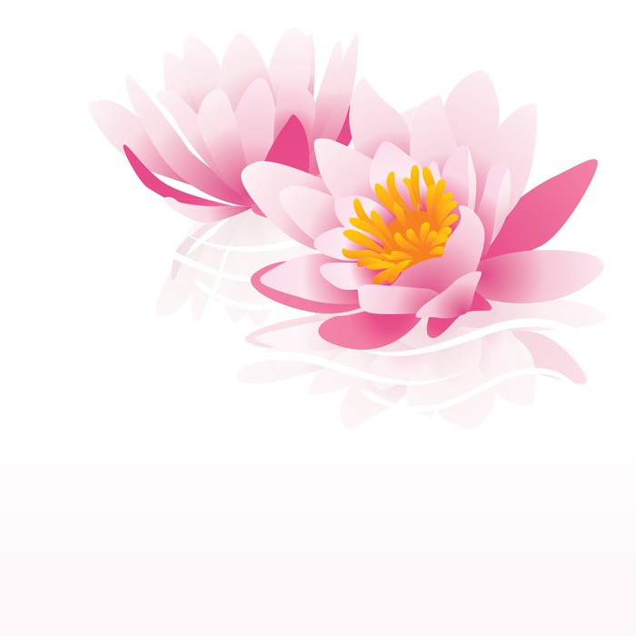 700x700 Pink Water Lily Vector Illustration On White Background Wall Mural