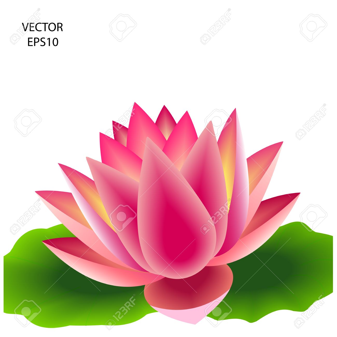 1300x1300 Water Lily Vector Free Download Image