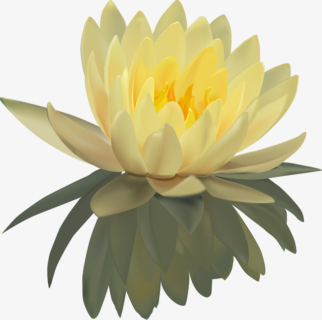 650x646 Lilies Vector Material, Water Lilies, Vector, Flowers Png And