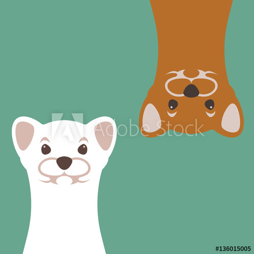 500x500 Weasel Vector Illustration Style Flat