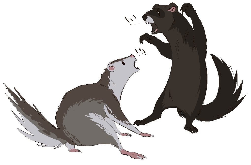 1020x671 Collection Of Free Weasel Drawing Gray. Download On Ubisafe