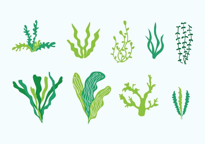 700x490 Sea Weed Vectors