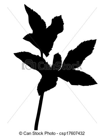 360x470 Bishops Weed.