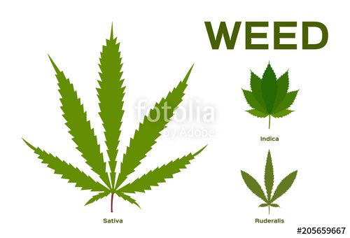500x340 Cannabis (Marijuana) Leaf Weed Vector Stock Image And Royalty