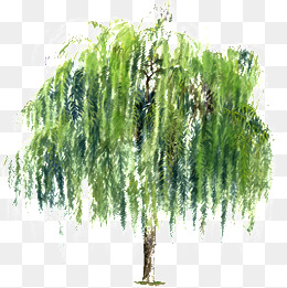 260x261 Weeping Willow Tree Png, Vectors, Psd, And Clipart For Free