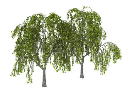 450x318 Weeping Willow Tree Clipart