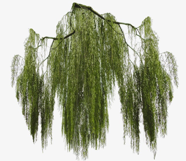 650x562 Weeping Willow Png Images Vectors And Psd Files Free Download