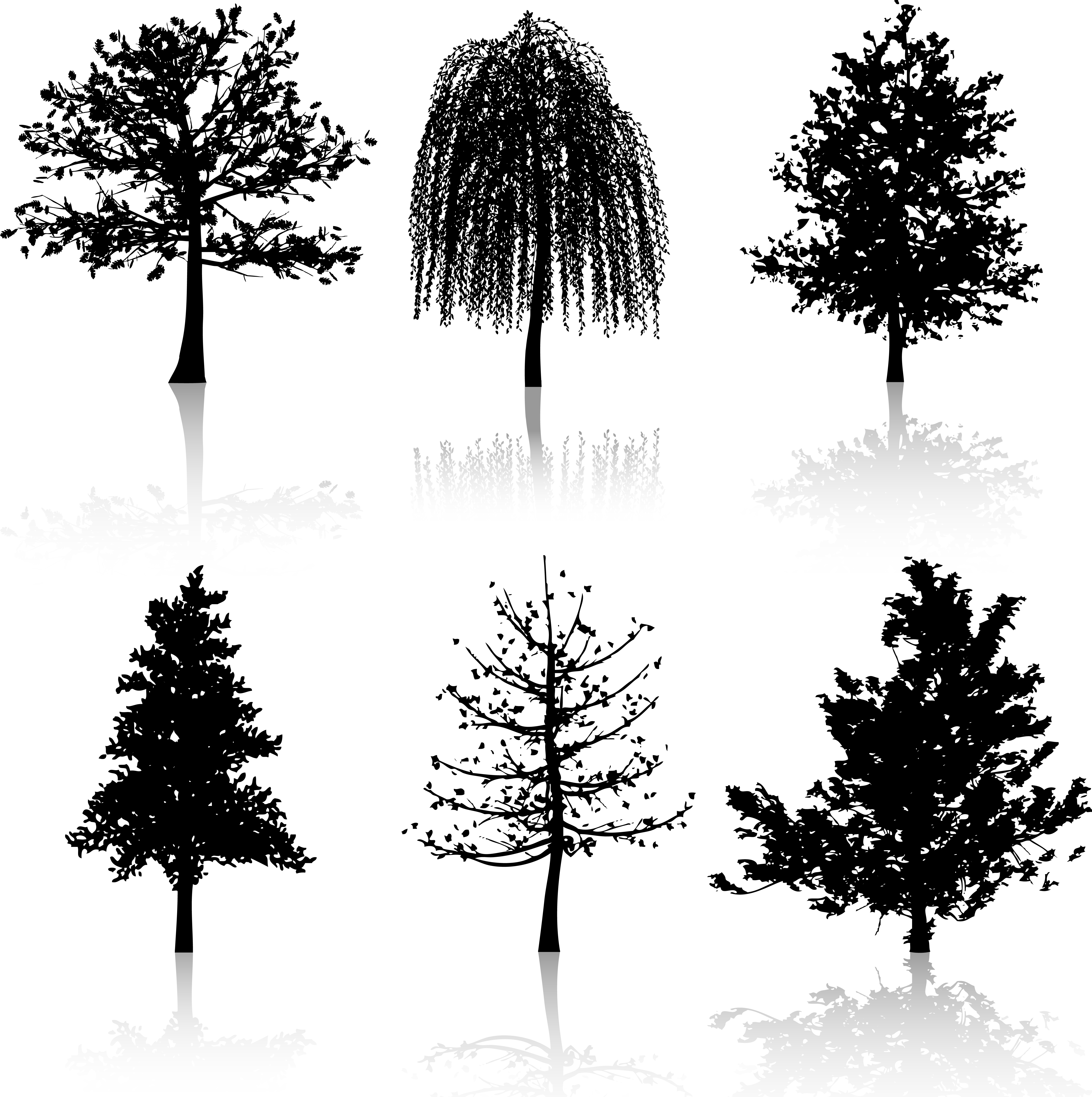 5789x5816 Weeping Willow Tree Free Vector Art