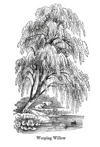204x299 Weeping Willow Tree Stock Vectors