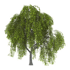 240x240 Weeping Willow Photos, Royalty Free Images, Graphics, Vectors