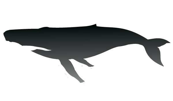 600x350 Free Humpback Whale Vector Silhouette 123freevectors