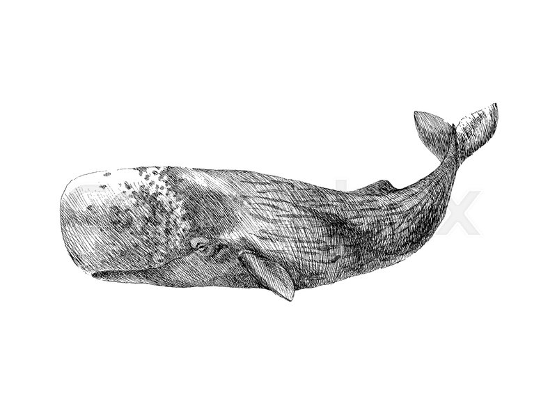800x600 Graphical Hand Painted Whale Isolated On White Background. Vector