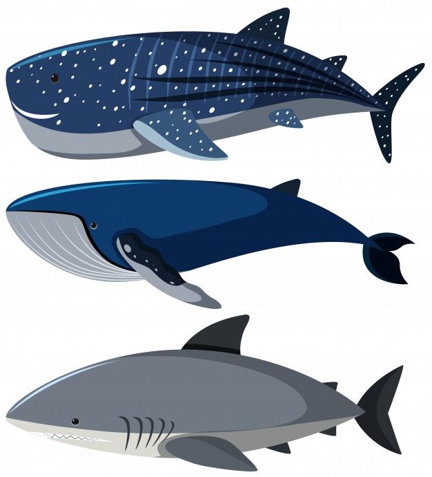 626x690 Whale Vector Vectors, Photos And Psd Files Free Download