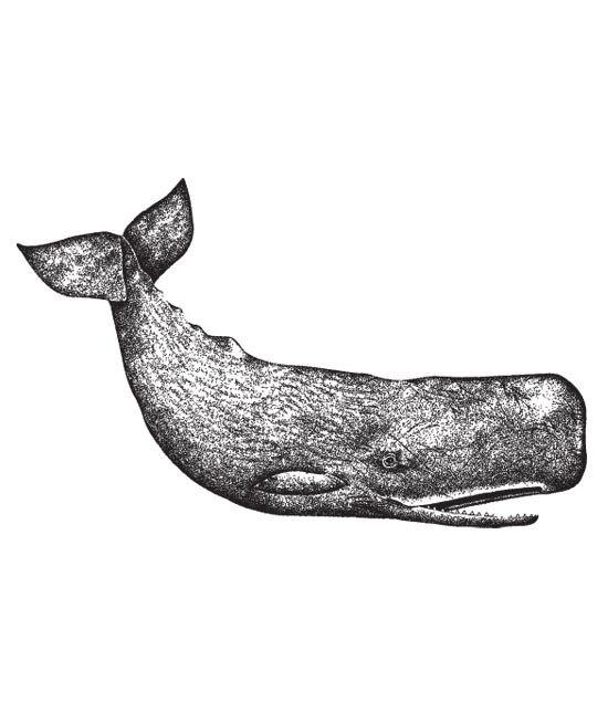 550x645 Collection Of Vintage Whale Drawing High Quality, Free