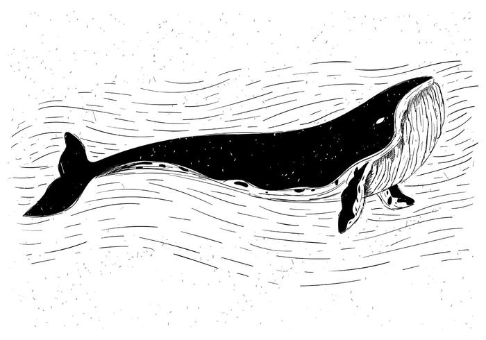 700x490 Whale Free Vector Art