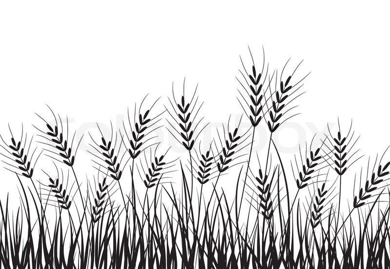 800x553 Grass And Ears, Vector Illustration Stock Vector Colourbox