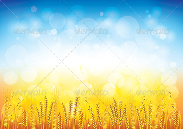 590x417 Wheat Field Vector Background By Andegro4ka Graphicriver