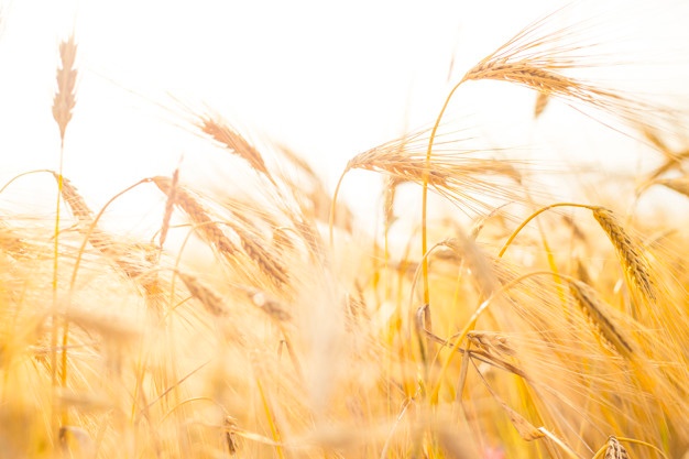 626x417 Wheat Field Vectors, Photos And Psd Files Free Download