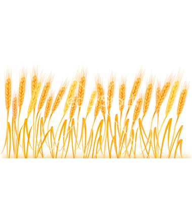 380x400 Wheat Clipart Feild