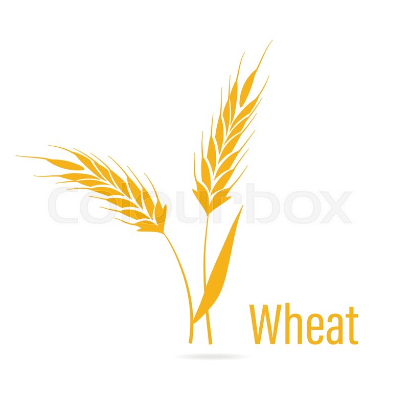 800x800 Gluten Free Icon. Ears Of Wheat, Vector Illustration, Icon Of