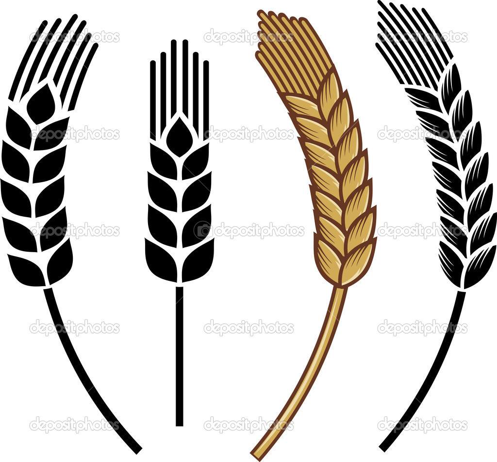 1024x951 Wheat Vector 4 An Images Hub